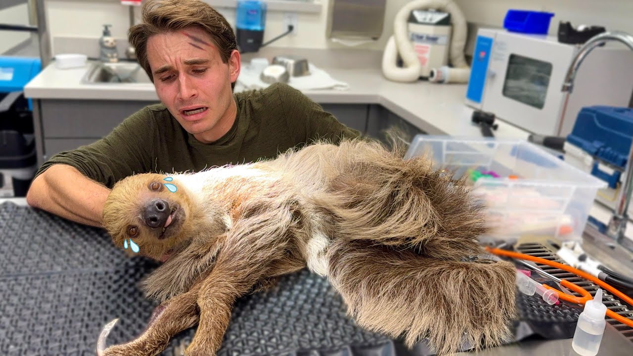 We Rushed my Sloth To The Emergency Room…