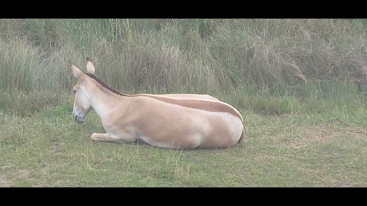 The Wilds: Persian Onager