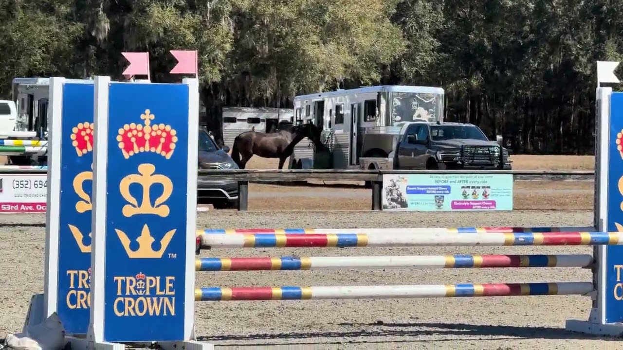 Flint Show Jump BN at Ocala Winter 1 2/7/26
