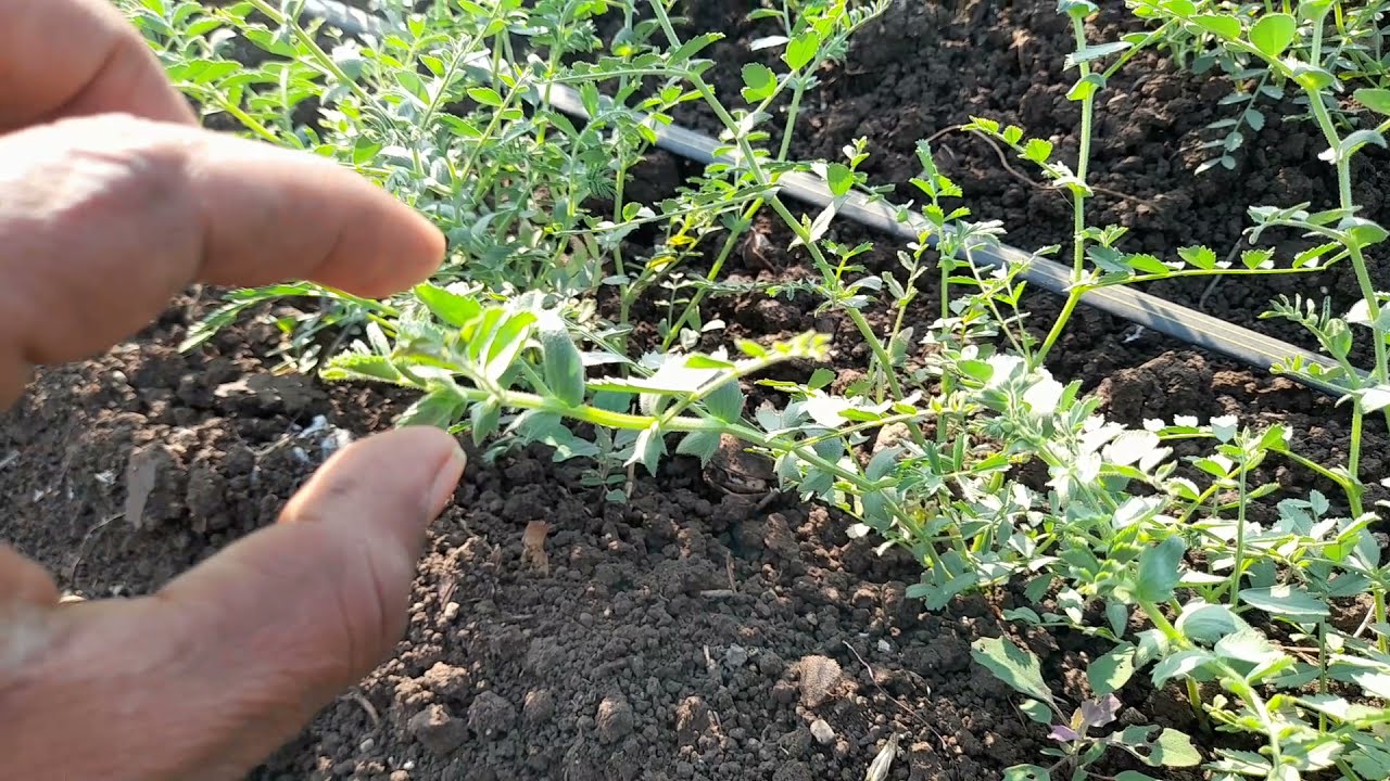 चने की फसल वो भी ड्रीप से अधिक उत्पादन स्वस्थ फसल