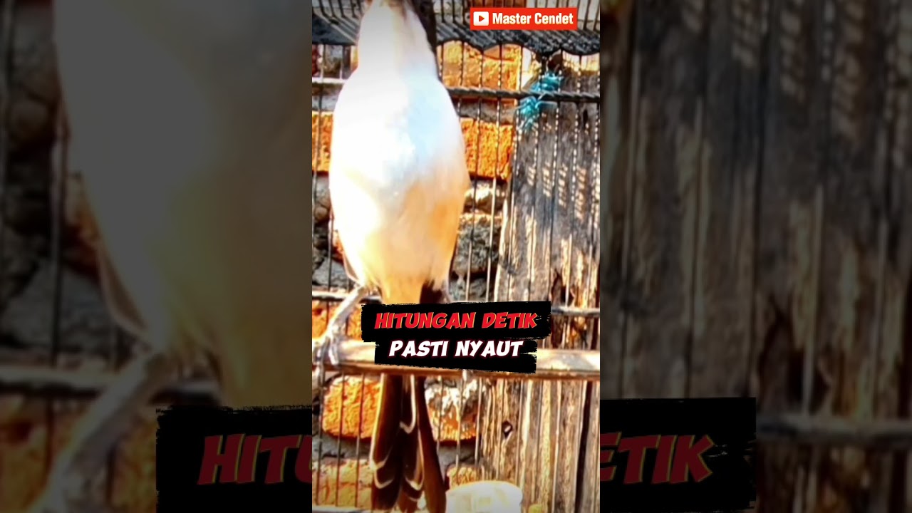 PANCINGAN CENDET SUPER GACOR 