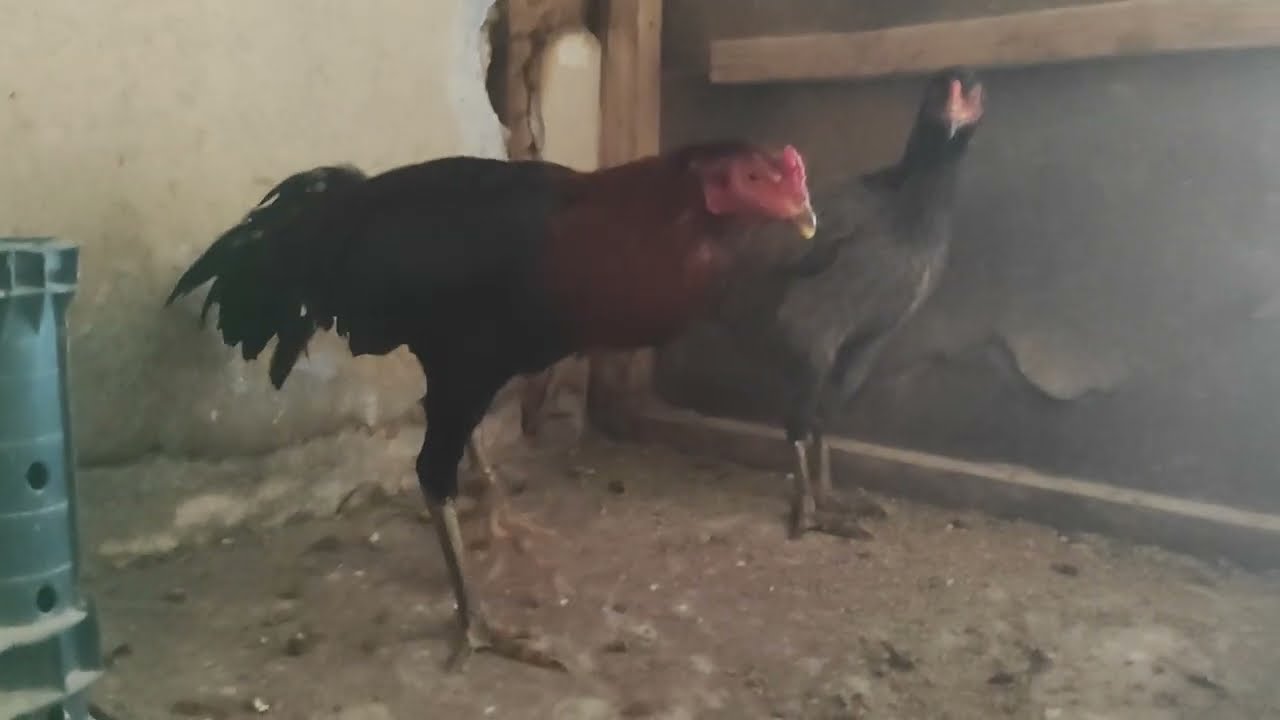 /// BÜTÜN HOBİDAŞLARA HAYIRLI GÜNLER DİLERİM 14 CİVCİV ÇIKTI BİR TANE KÜLLÜ YOK ///