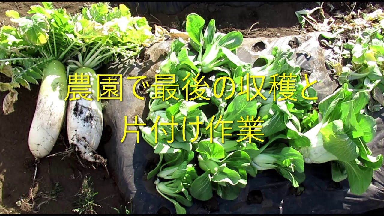 農園で最後の収穫と片付け作業