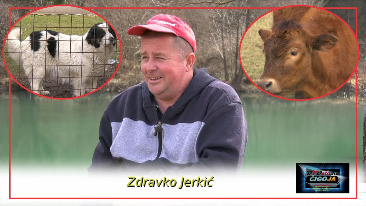 - LOPOVI MU KRALI OVCE, ZATIM IH PRODAO I NABAVIO ANGUSE