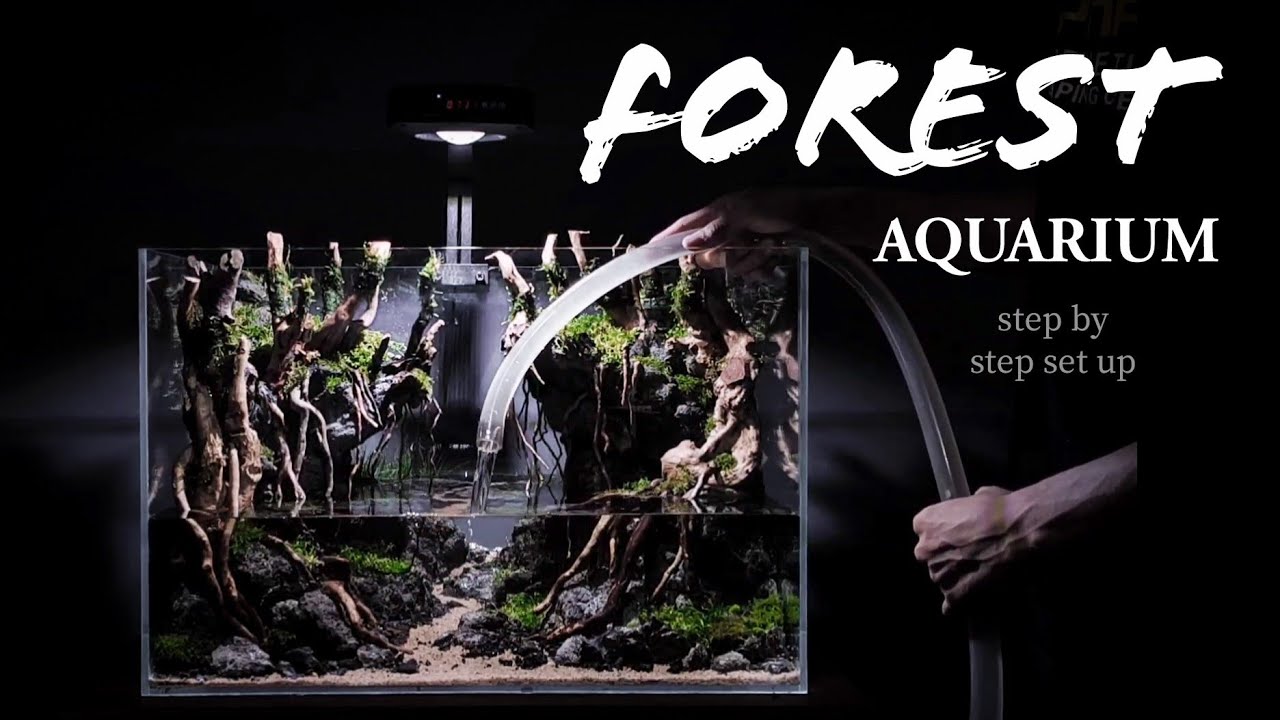 FOREST AQUARIUM set by step set up