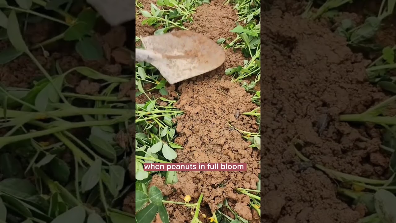 Techniques To Grow High Yield Peanuts #satisfying #shot
