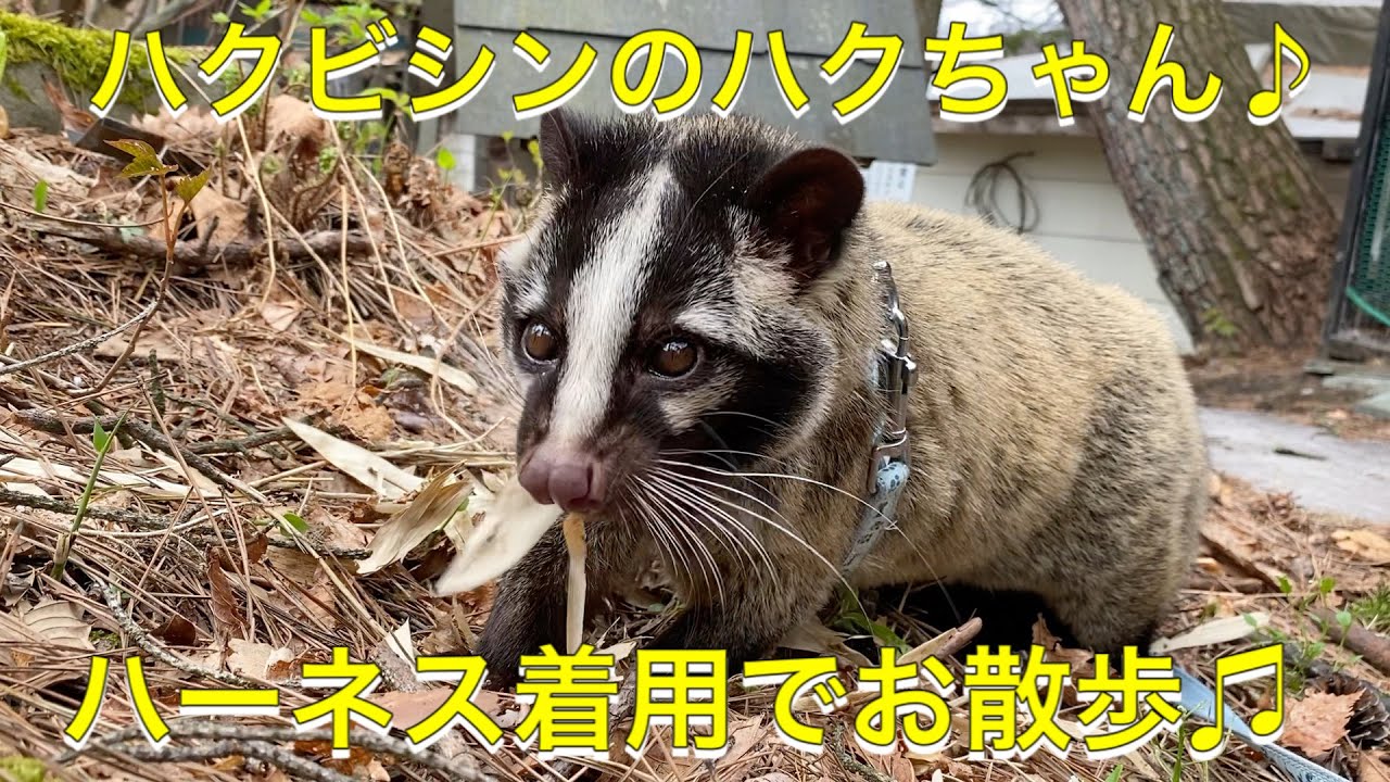 保護したハクビシンのハクちゃん♪ハーネスつけて外にお散歩♫ Take a palm civet for walk