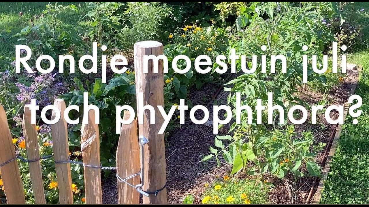 Ini's moestuin #68 Moestuin in juli. Toch de tomatenziekte? Inspiratie: kleine oogst, grote maaltijd