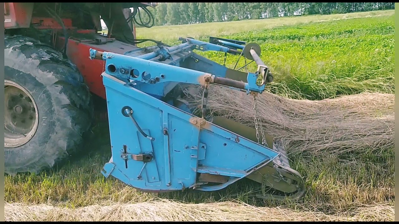 Żniwa 2021. Trawa nasienna i podbieraki płachtowe