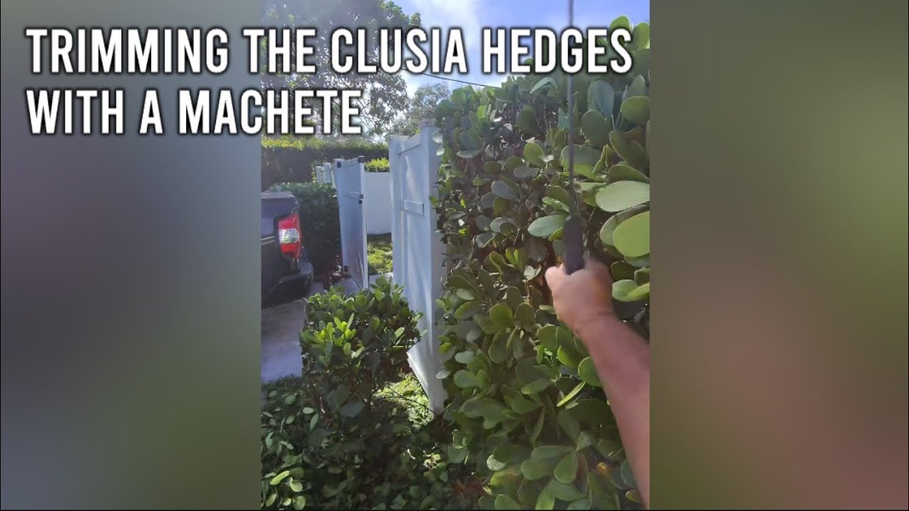 Trimming the clusia hedges with a machete. DIY