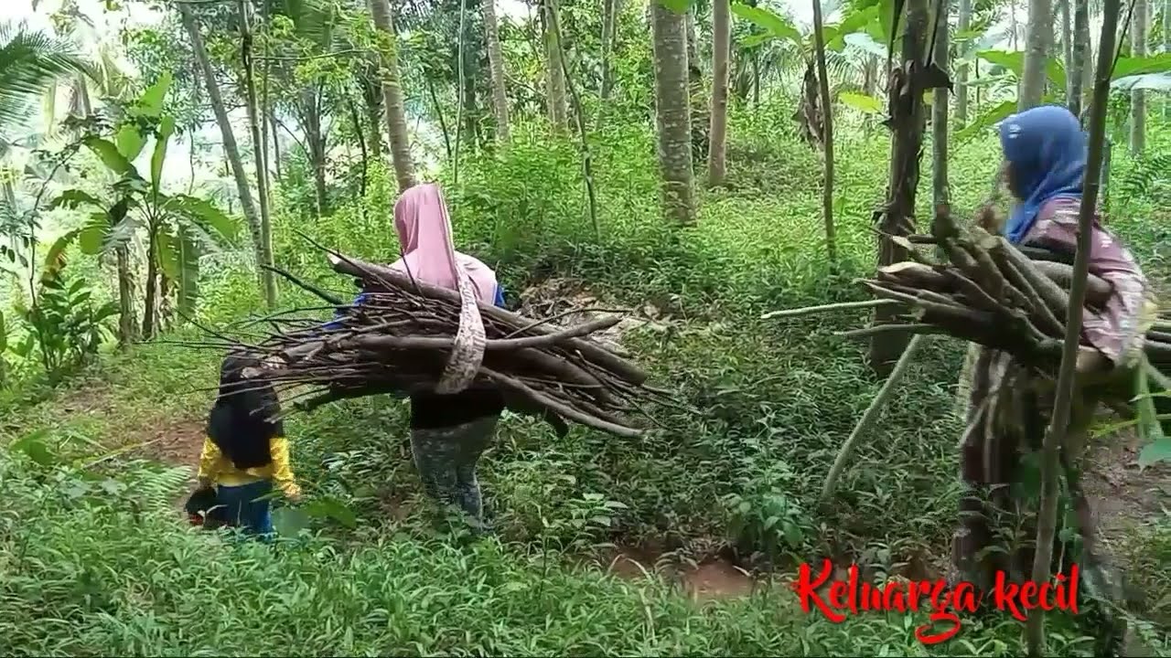 cari kayu bakar ke kebun petualangan kebun