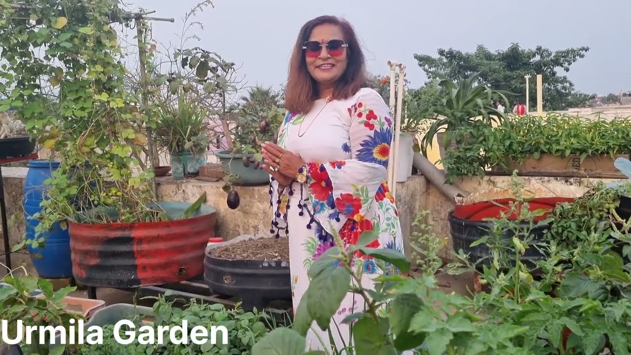 उगाएं गर्मी की सब्जियां देर न करें,हफ्ते बाद का गार्डन टूर ऑर्गेनिक वेजिटेबल हार्वेस्टिंग जरूर देखे