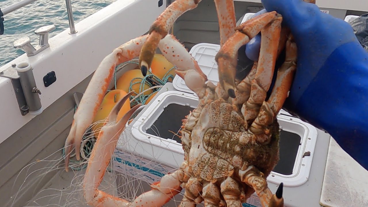 Cornish King Crab