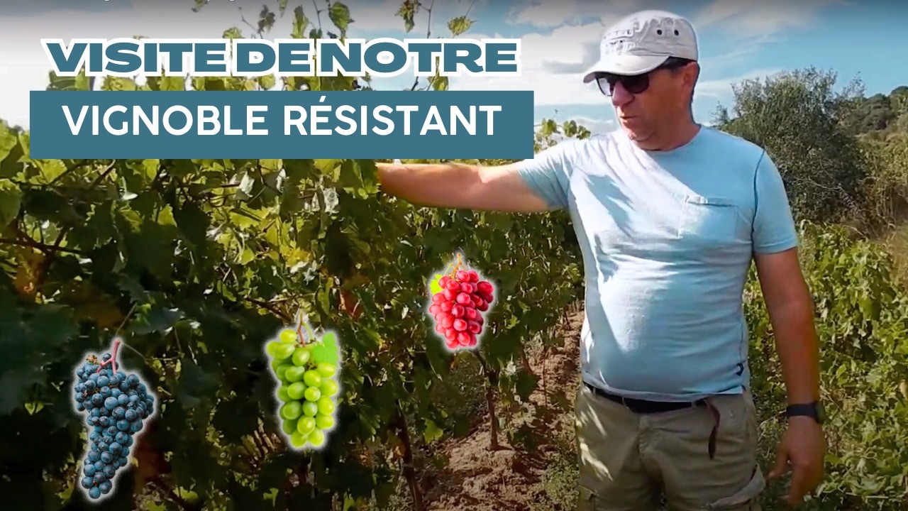 Visite du vignoble de cépages résistants (Isabelle, Muscat bleu, Dattier, ...)