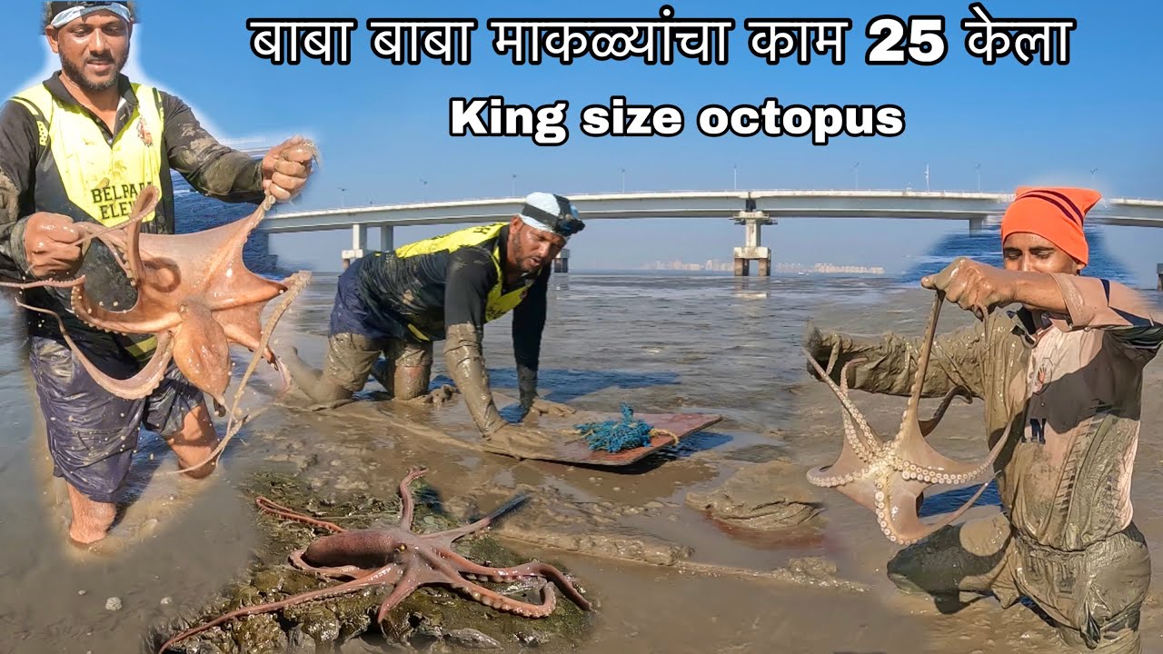 अटल सेतू खाली माकळ्यांची लागली लॉट्री | Mi belpadkar आला सोबत माकल्याना | biggest octopus 🐙 hunting 