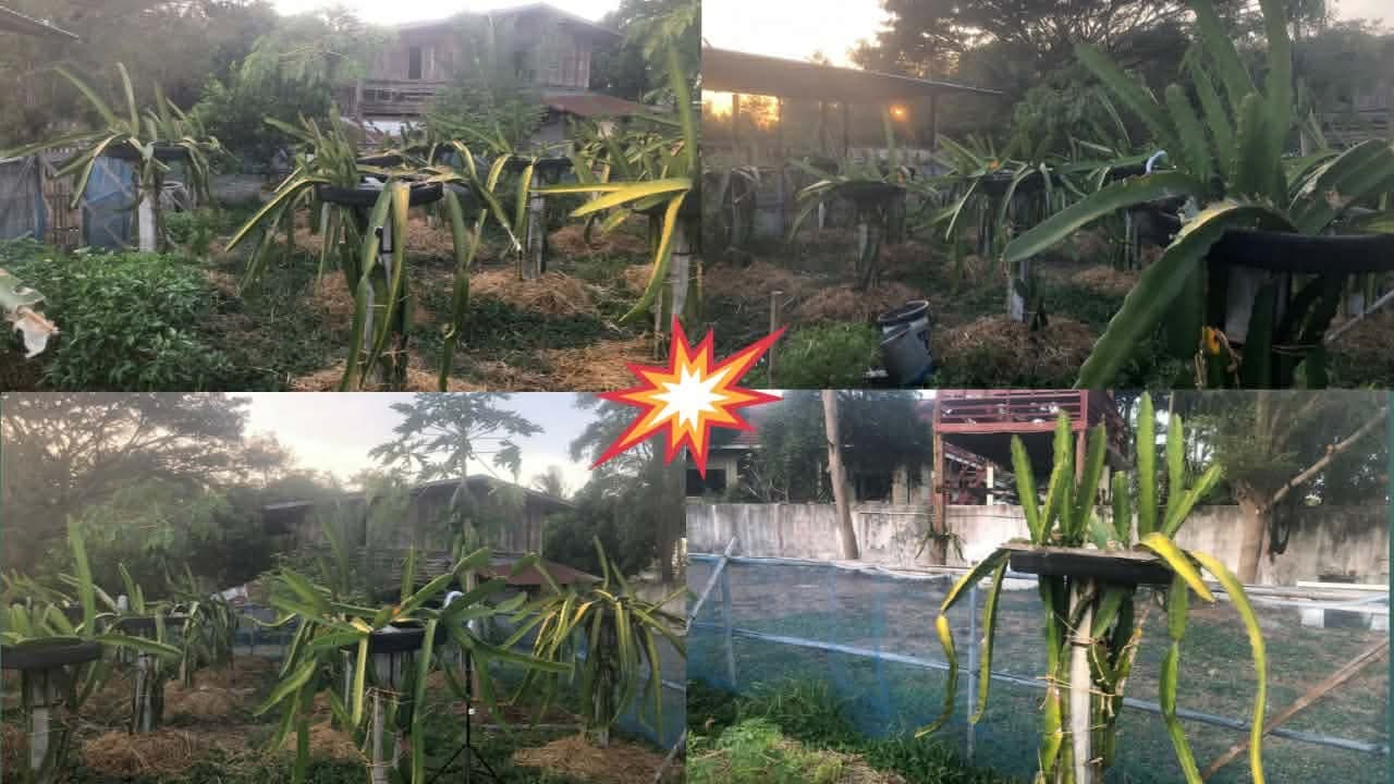 เศรษฐกิจพอเพียงสวนหลังบ้าน Sufficiency Economy in the Backyard.