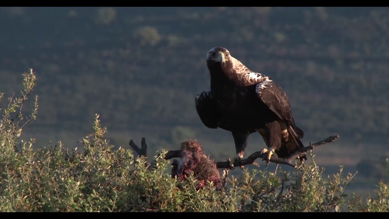 El turismo ornitológico en España. ES