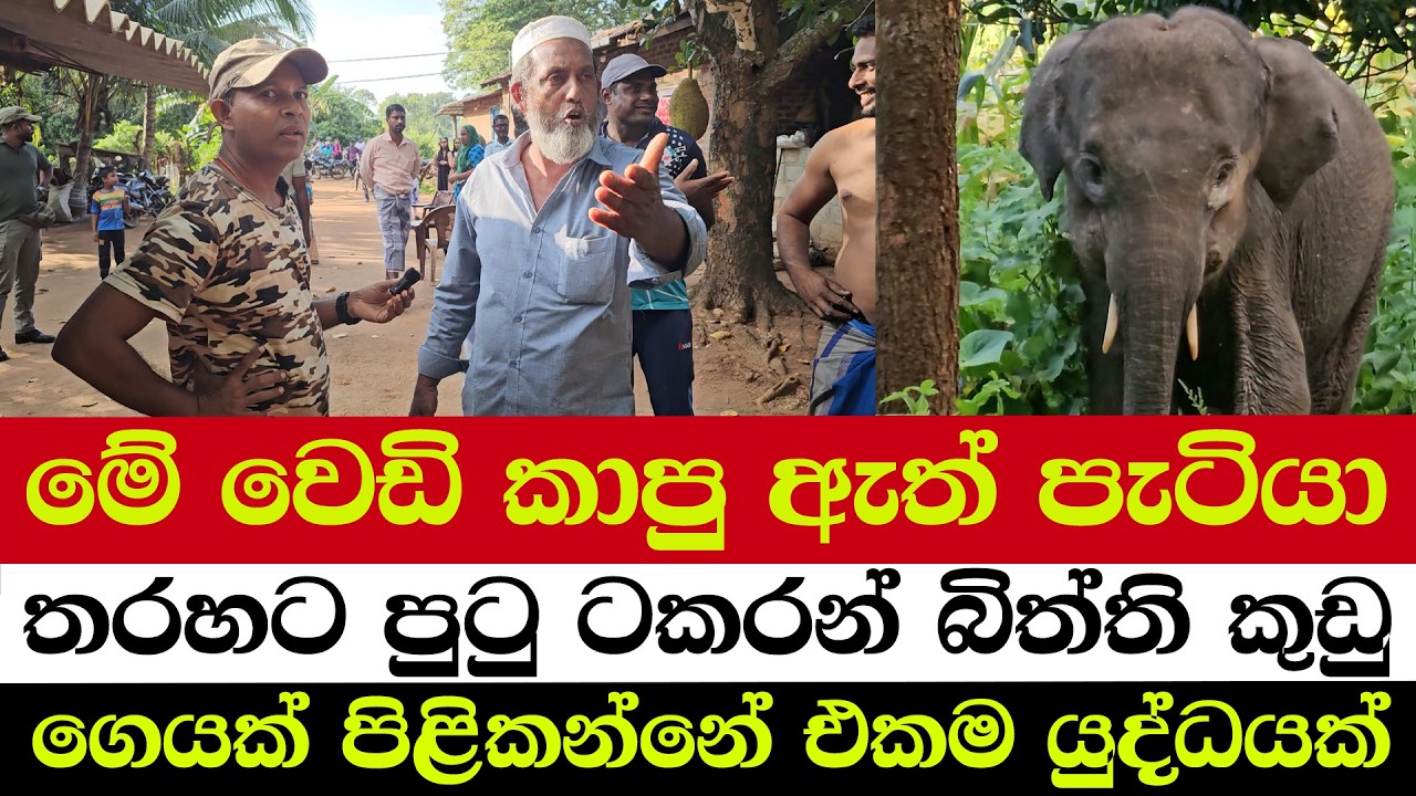මේ වෙඩි කාපු ඇත් පැටියා | තරහට පුටු ටකරන් බිත්ති කුඩු | ගෙයක් පිළිකන්නේ එකම යුද්ධයක්
