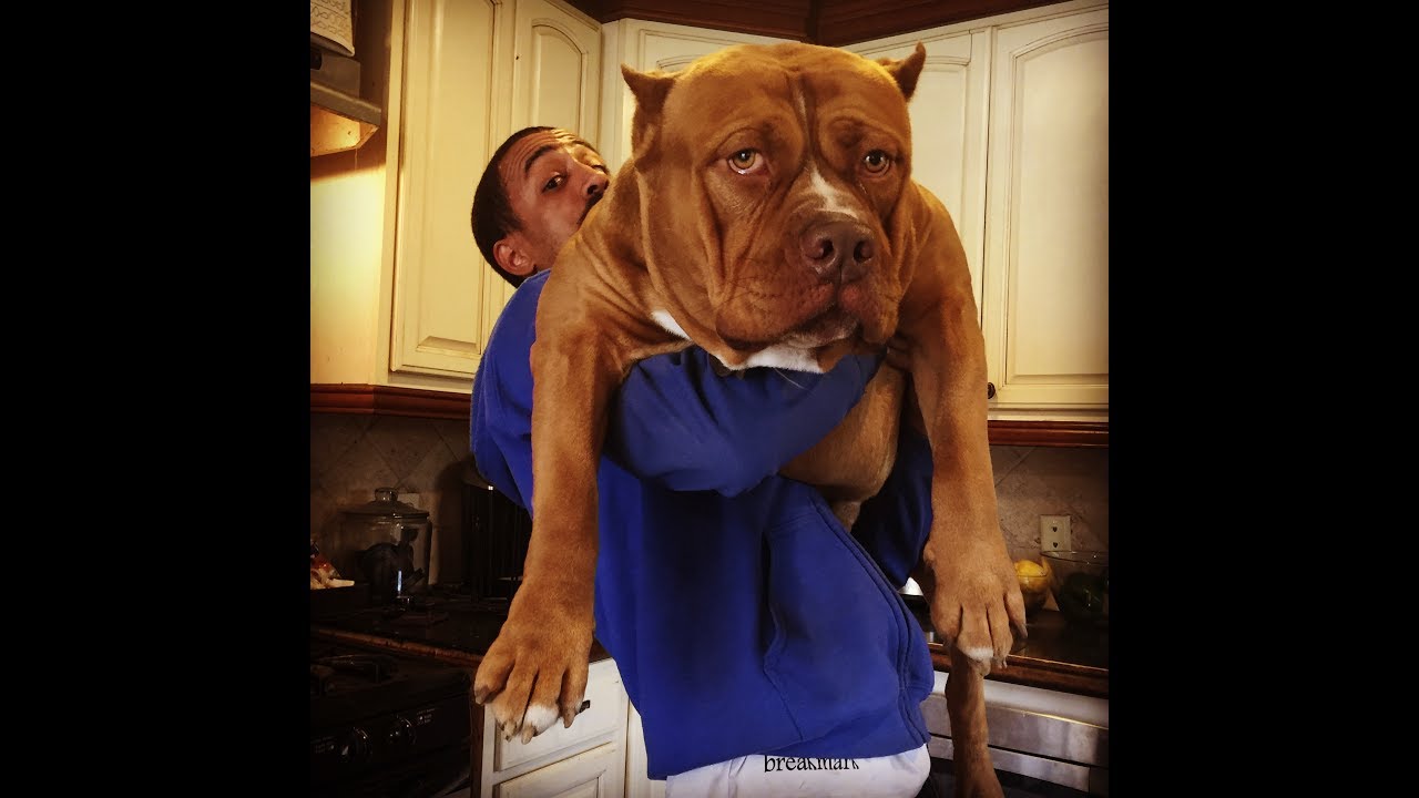 Dead lifting 20 plus XL pit bulls PICKING UP HULK PUPPIES