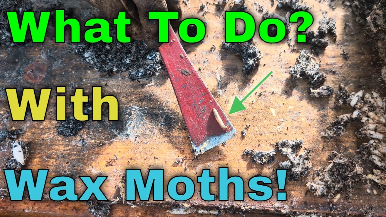 Most Beekeepers Regret Making This Mistake!