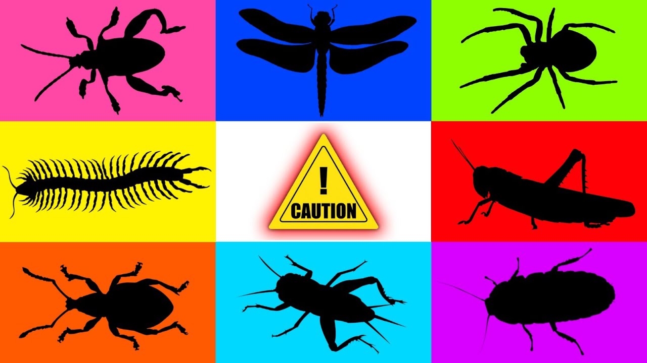 Insect: Centipede, Spider, Weevil, Cricket, Frog Leg Beetle, Cockcroach, Dragonfly, Mouse, Grashoper