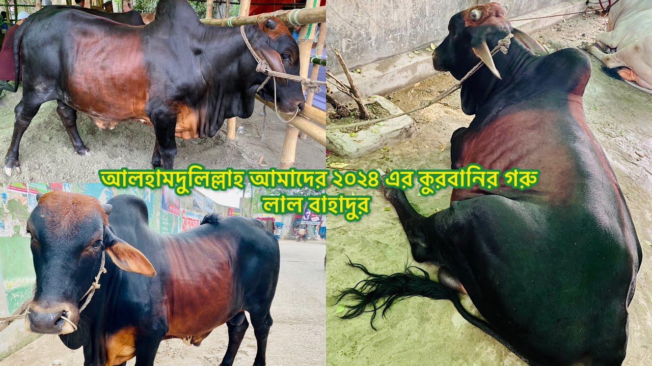 Random Vlog 30 || গরু কিনে ফেললাম ২০২৪ এর কুরবানি ঈদ এর জন্য || সৈয়দপুর, করইতলা হাট || 🐄 🐮