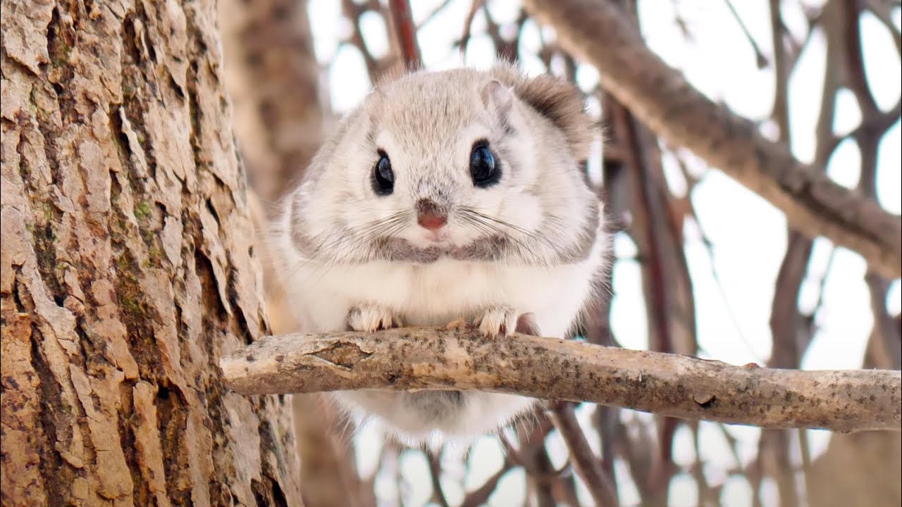 春のもふもふエゾモモンガ Flying squirrels