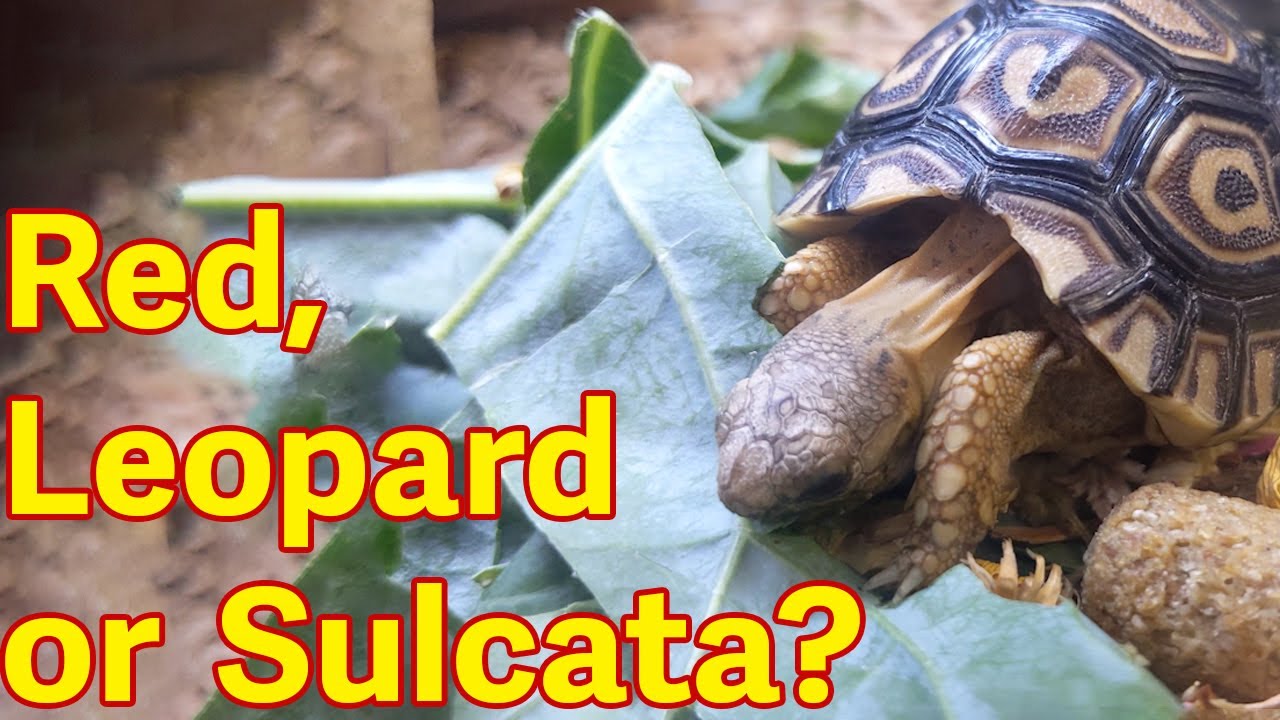 Red, Leopard, or Sulcata