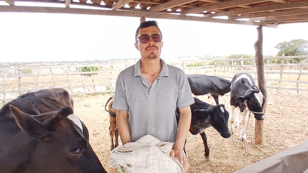 MOSTRANDO MEUS ANIMAIS E CUIDANDO + FALANDO SOBRE O GADO 25 de dezembro de 2025