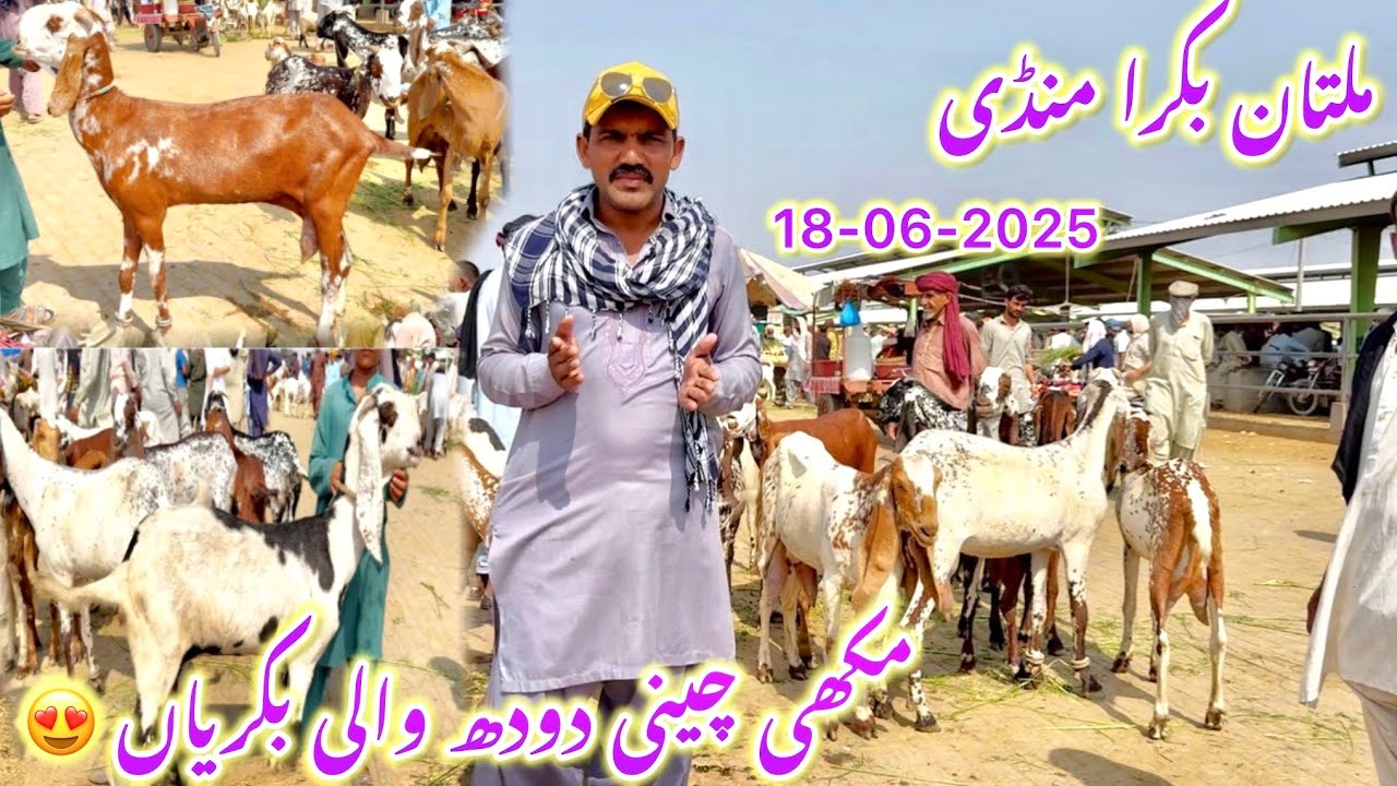 Multan Goat Market after Eid ul adha | Milking Goats and Kids | Barkat Farm 😍✌️