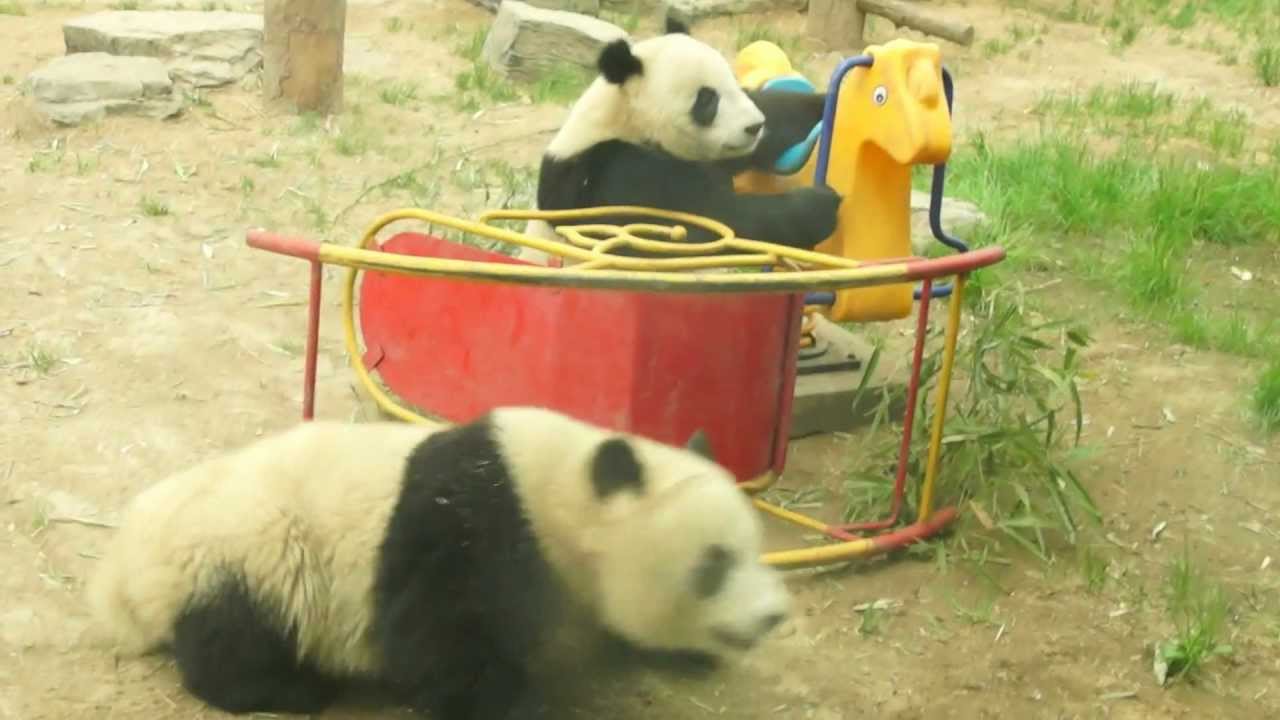 Funny Panda video:  Pandas playing in Beijing Zoo
