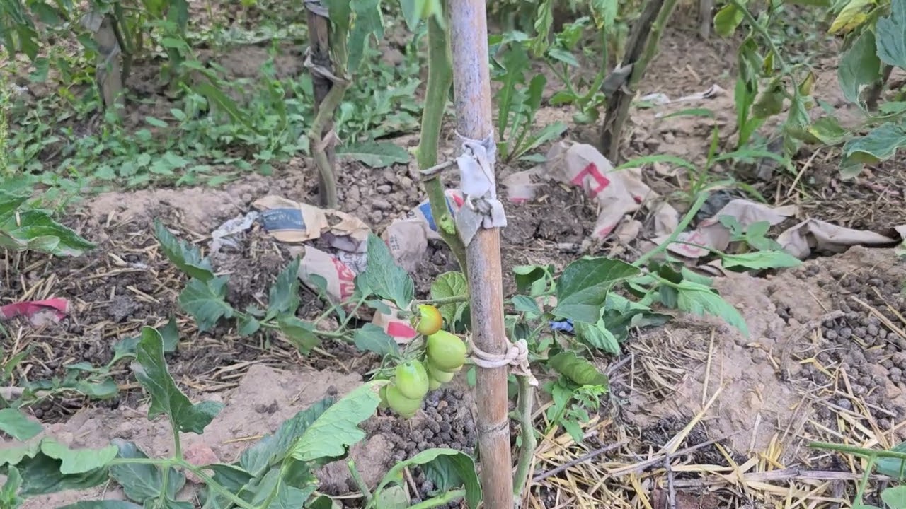 Como podar tomateras tutorial