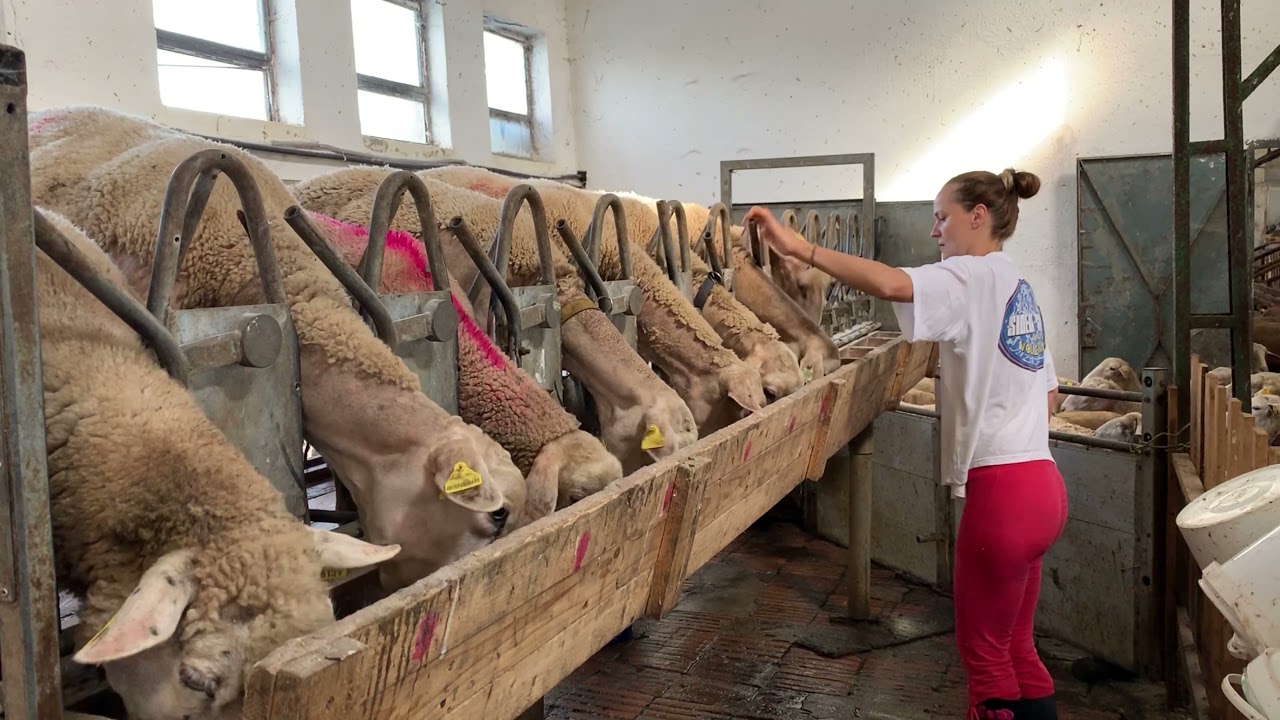 Lacaune sheep , ovce