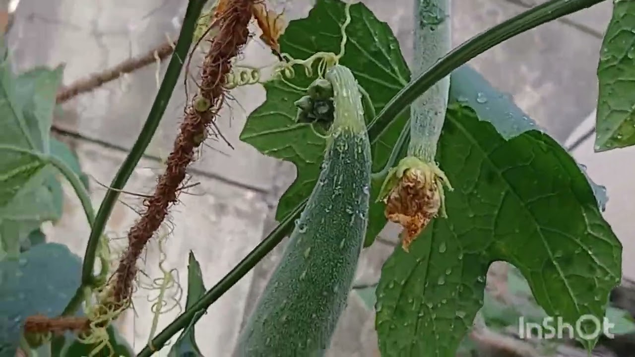 गच्चीवरील बाग #garden#gardening#organic#yt  #YouTube #viral #terracegardenindia 