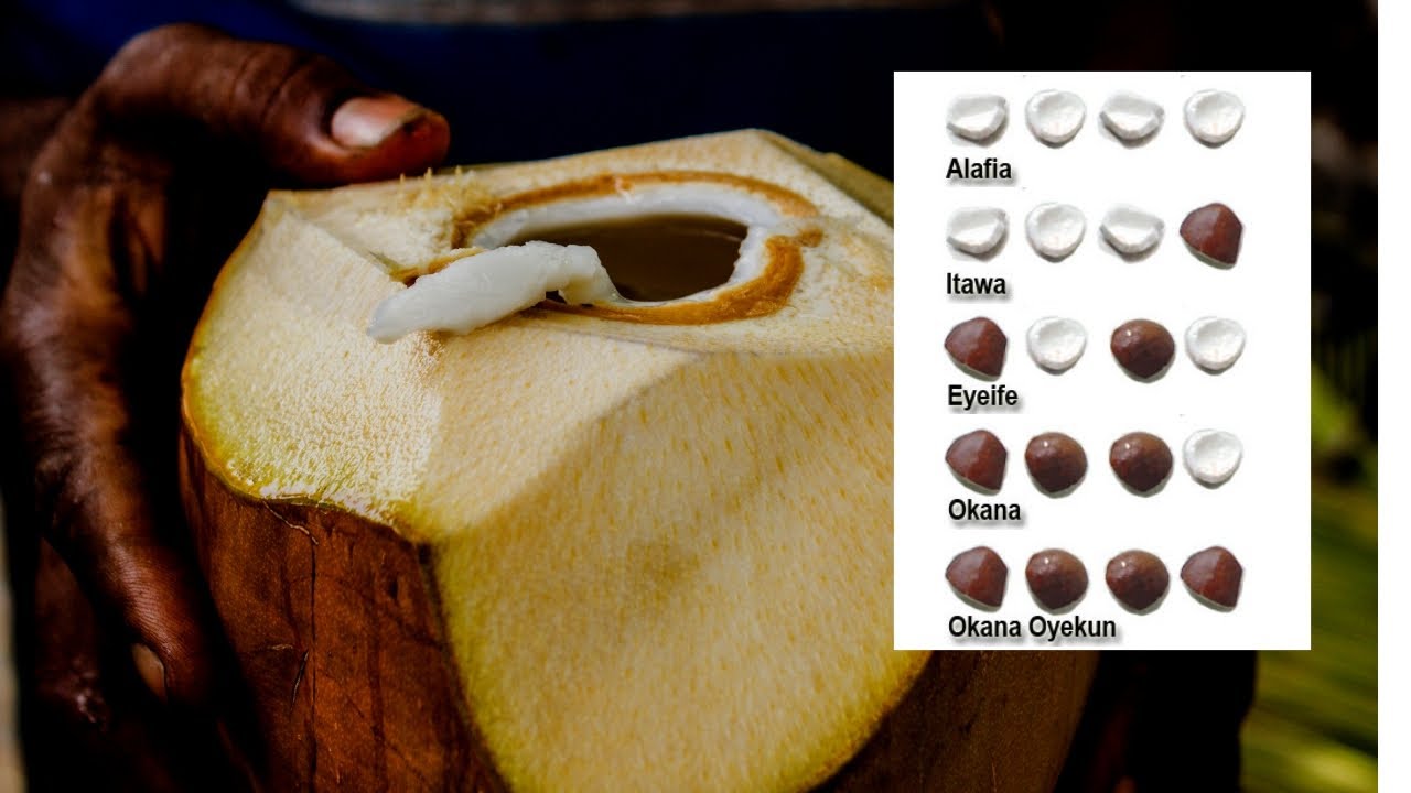 El Coco│ #Oraculo De Biague y Adiatoto │Rituales de Santeria En Cuba