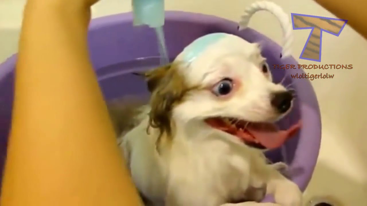 Dogs really hate bath time - Funny dog bathing compilation PART 2