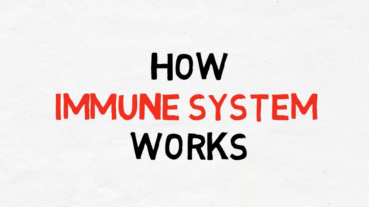 How Immune System Works