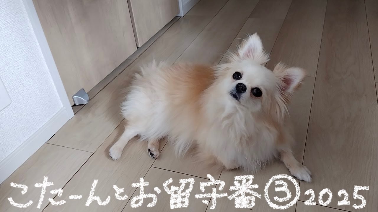 こたーんとお留守番 2025 ③