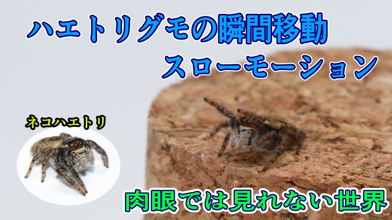 ハエトリグモの瞬間移動のようなジャンプ！スローモーション撮影してみた！
