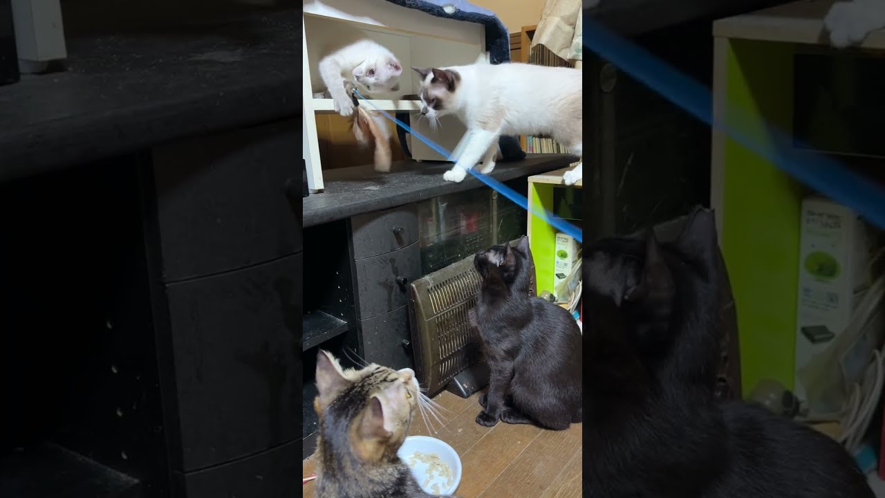 4匹で遊ぶネコジャラシ。シャムネコの雫、パンダと黒猫の黒夢、キジシロのルル。エスカレートしだしてｗｗｗ