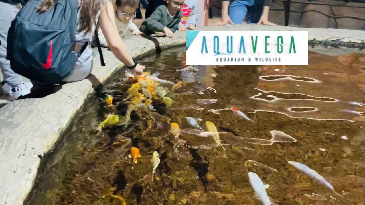 Аквариум Aqua Vega Анакара | Аквариум Aqua Vega