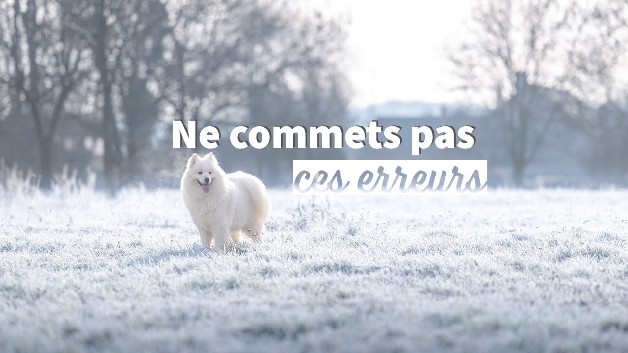5 erreurs courantes en photographie d’animaux domestiques