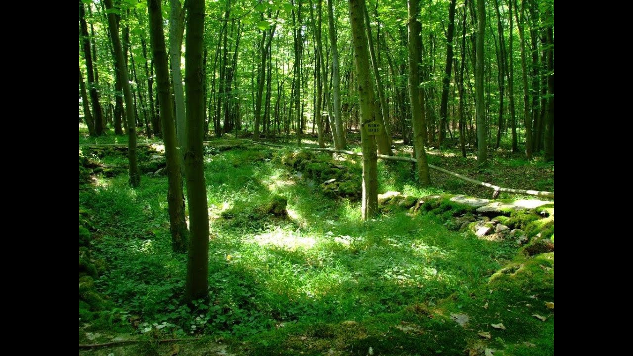 Hohenrode (Wustung)