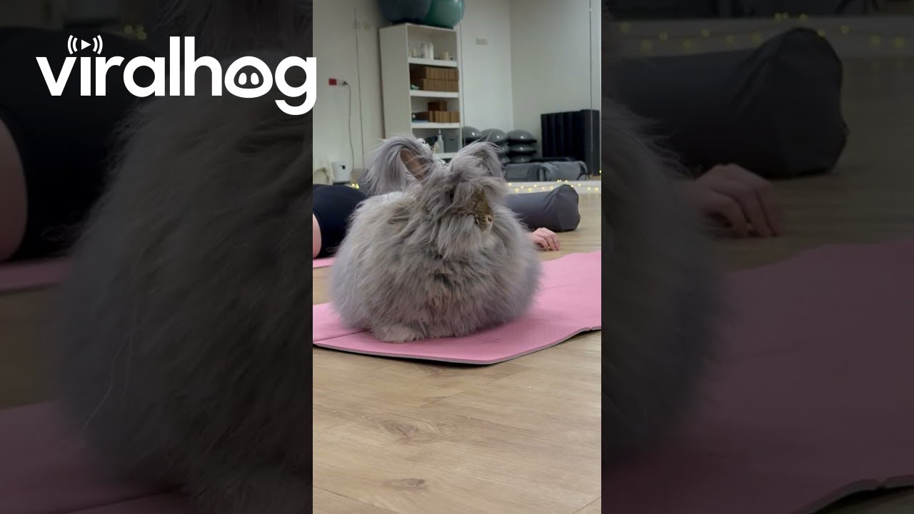 Najsłodszy i najpuszystszy kr&oacute;liczek na świecie na Bunny Yoga || ViralHog