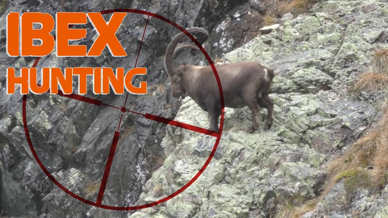 Alpine Ibex Hunting in Swizerland / 2015 (Chasse  Approche)
