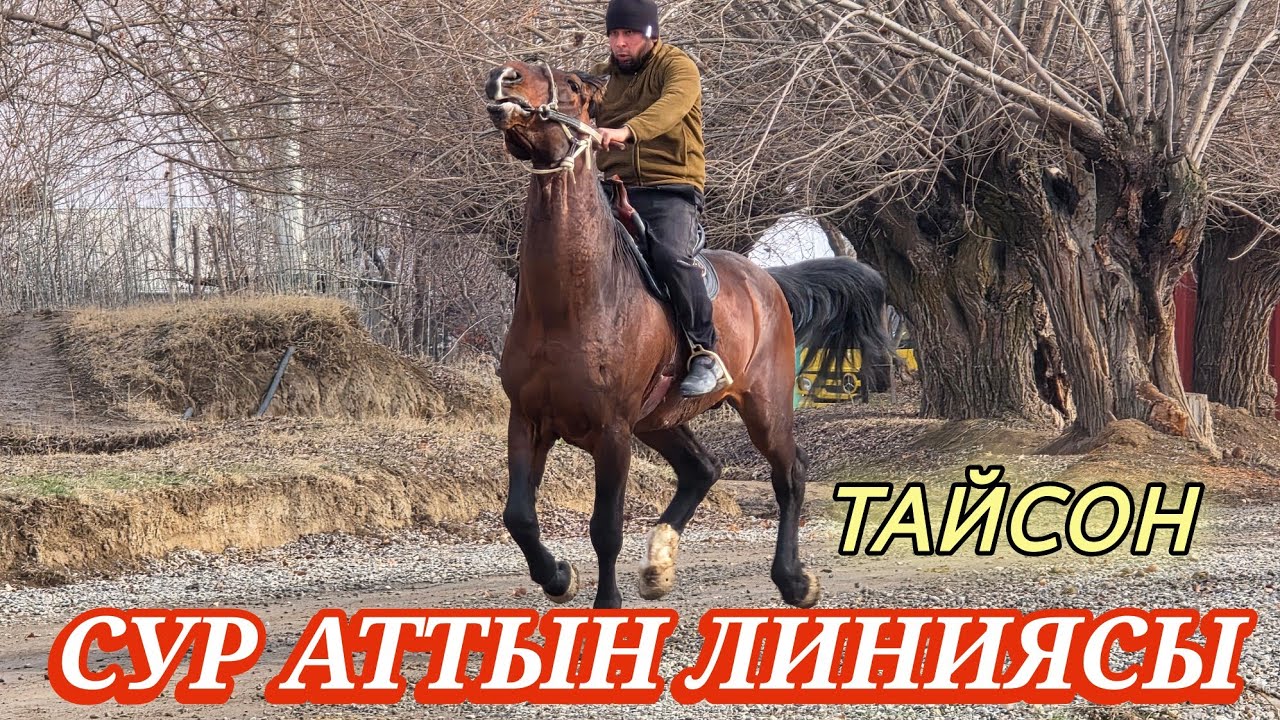 СООРУН КЫРГАН ТАЙСОН
