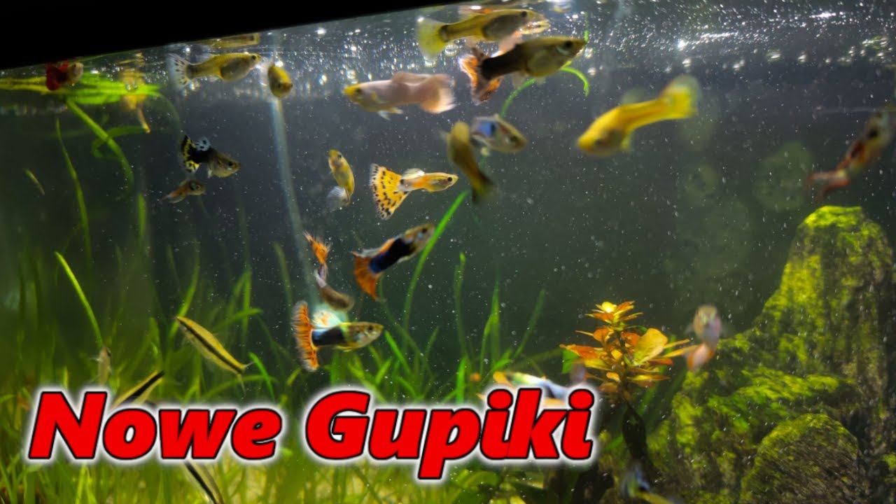NOWE GUPIKI oraz zmiany w gupikarium !!