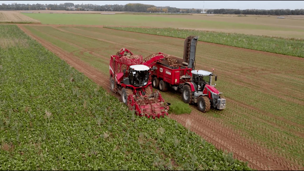 😱 DÉBARDEUSE HAWE 3 ESSIEUX AUX BETTERAVES + MF 8S + GRIMME REXOR 6200 !! 😱