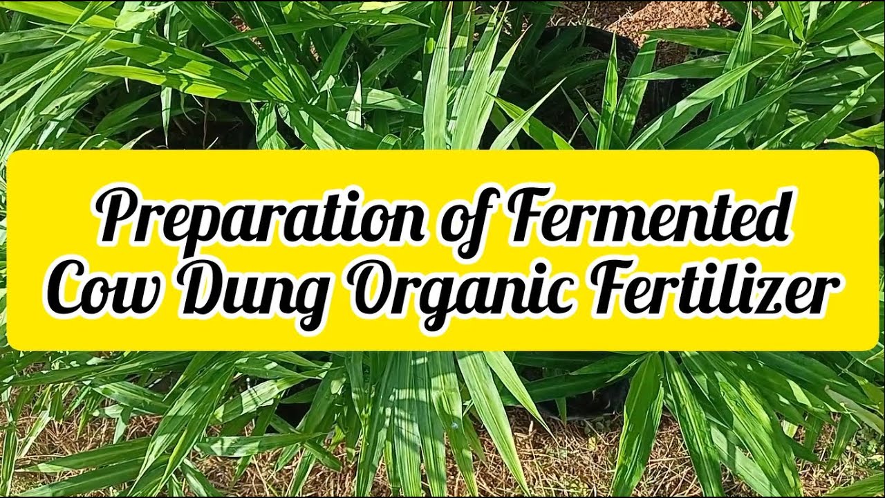 Preparation of Fermented Cow Dung Organic Fertilizer - Step by Step Guide | Happy Plants