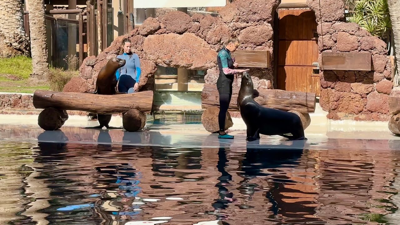 Sea Lions - Oasis Wildlife Fuerteventura 